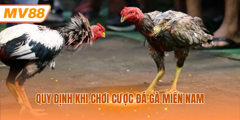 Quy định khi chơi cược đá gà miền Nam