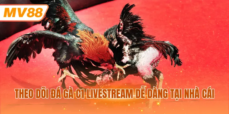 Theo dõi đá gà C1 livestream dễ dàng tại nhà cái